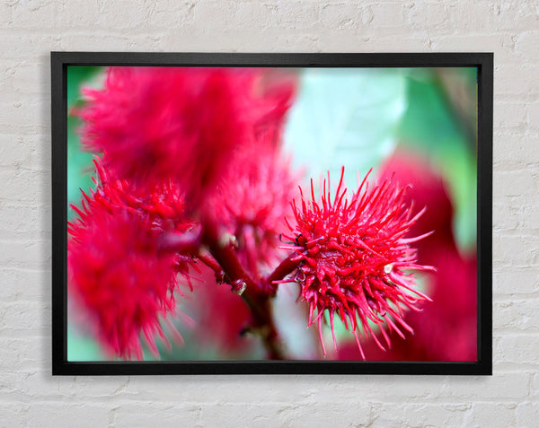 Spikey Flower Heads Framed Print