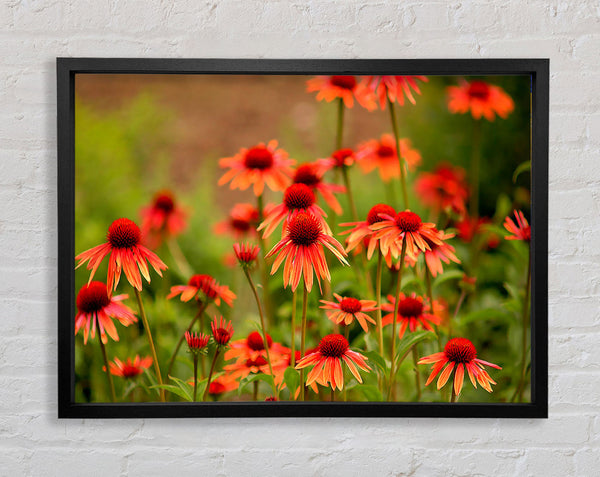 Variety Daisies Framed Print