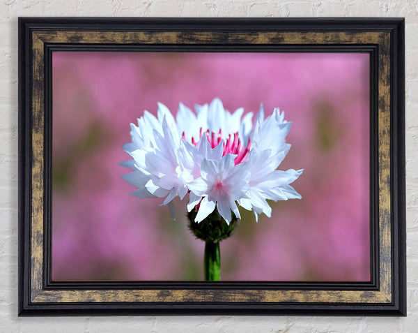 Tiny Flower Framed Print
