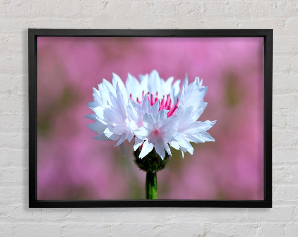 Tiny Flower Framed Print