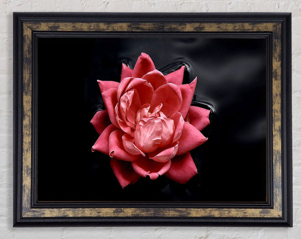 Floating Flower Framed Print