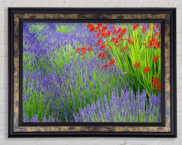 Lavender And Crocosmia Framed Print