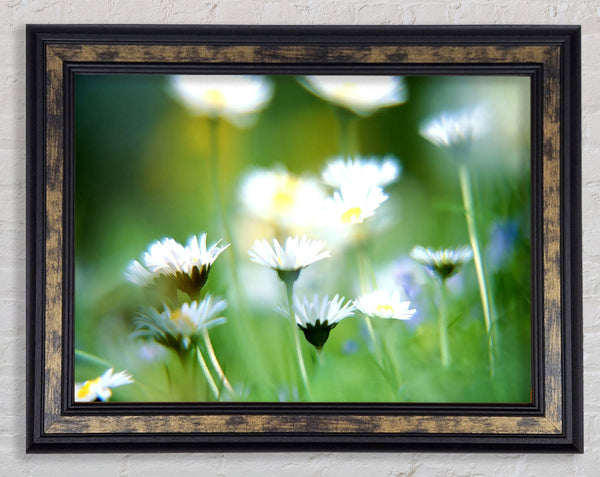 Blurry Daisies Framed Print