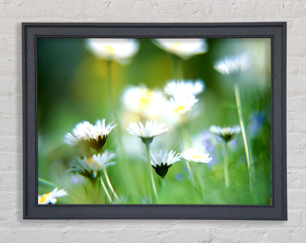 Blurry Daisies Framed Print