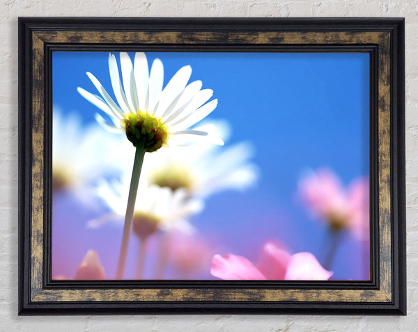 Daisies In The Sky Framed Print