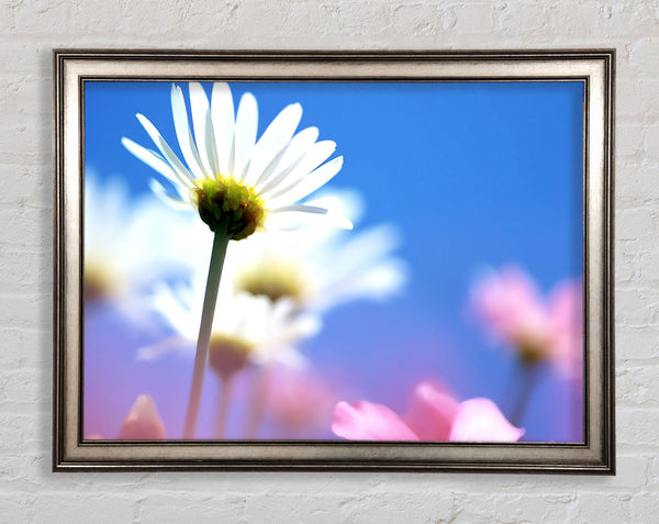 Daisies In The Sky Framed Print