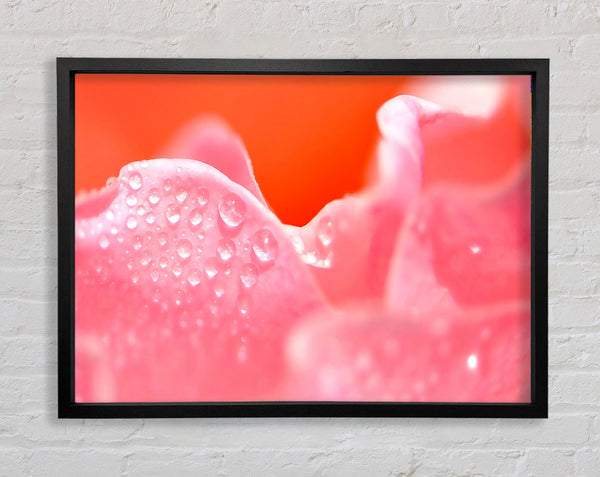 Pink Rose Dew Drop Framed Print