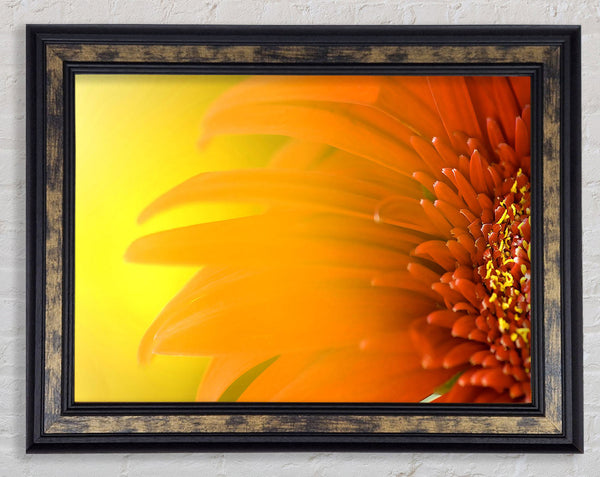 Orange Flower Mist Framed Print