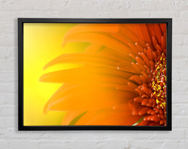 Orange Flower Mist Framed Print
