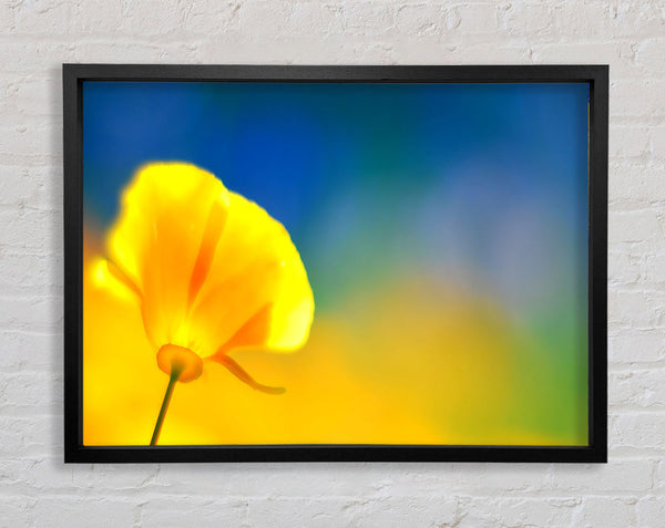 California Poppy Yellow Framed Print