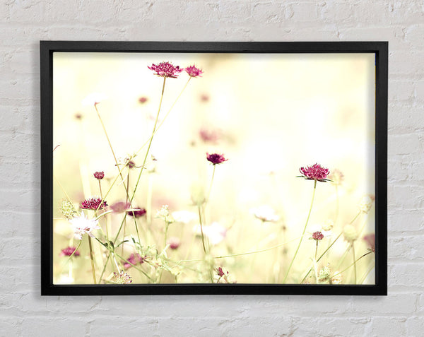 Wildflowers In Stunning Sunlight Framed Print