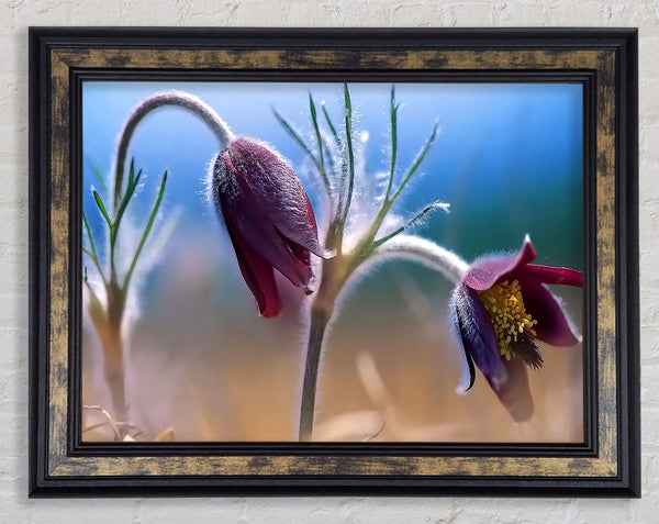 Wildflowers Blooming Framed Print