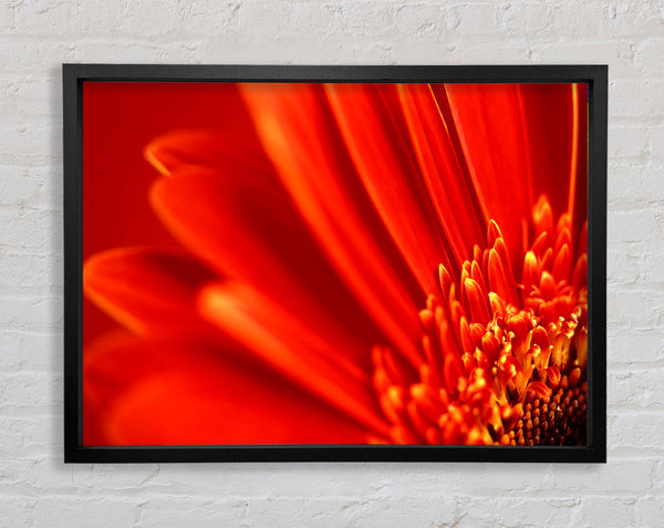 Red Orange Gerbera Petals Framed Print