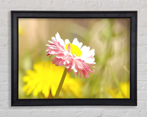 Beautiful Summer Pink Flower Framed Print