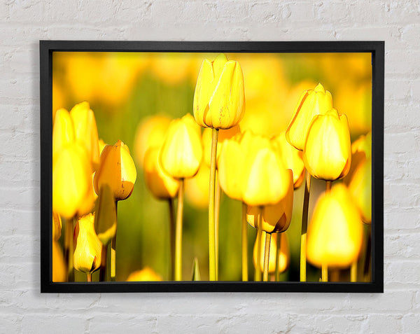 Yellow Tulips In The Garden Framed Print