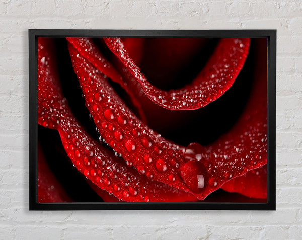 Velvety Rose With Dew Drops Framed Print