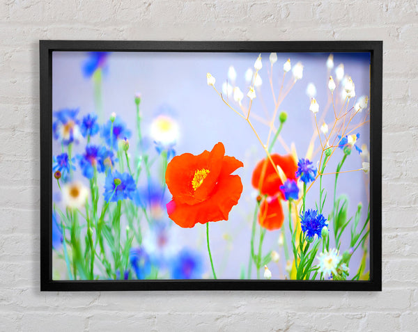 Lovely Poppy Garden Framed Print
