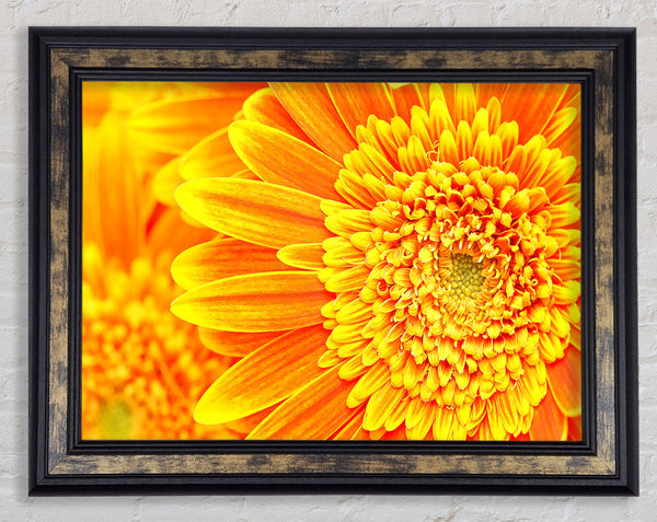 Orange Yellow Gerbera Face Framed Print
