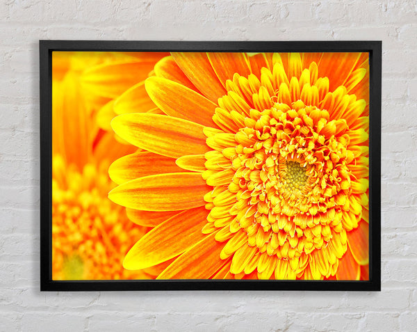 Orange Yellow Gerbera Face Framed Print