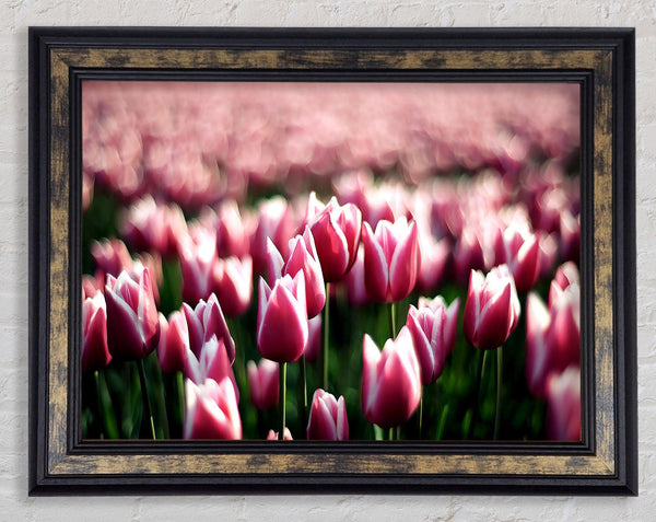 Pink Tulips Spring Framed Print
