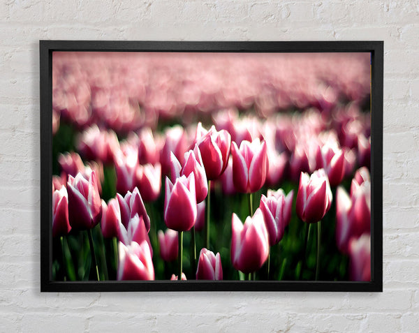 Pink Tulips Spring Framed Print