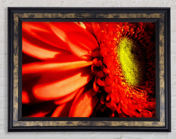 Close-up Of A Gerbera Framed Print