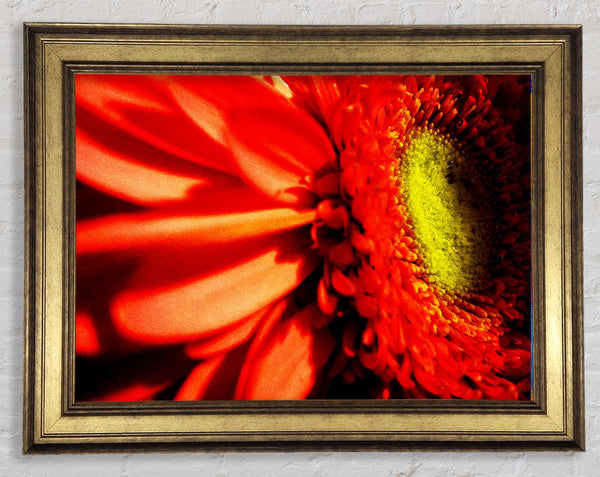 Close-up Of A Gerbera Framed Print