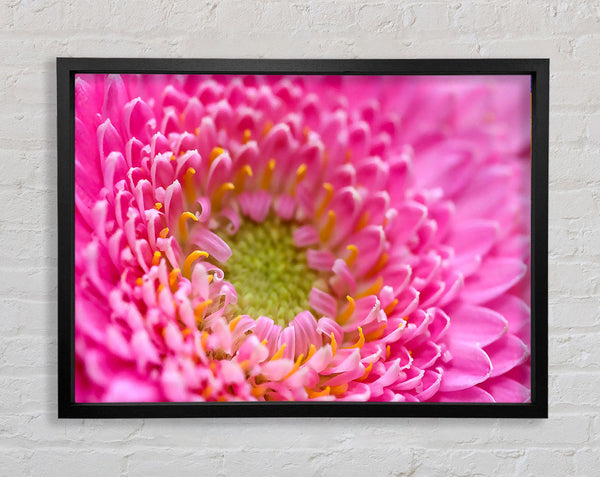 Pink Flower Centre Framed Print