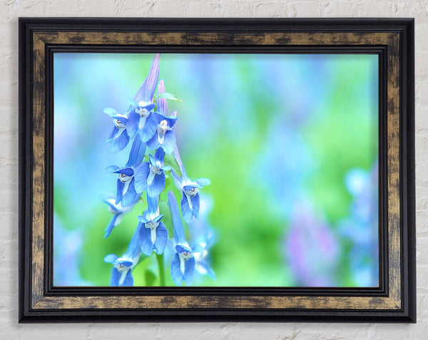 Soft Focus Small Blue Flowers Framed Print