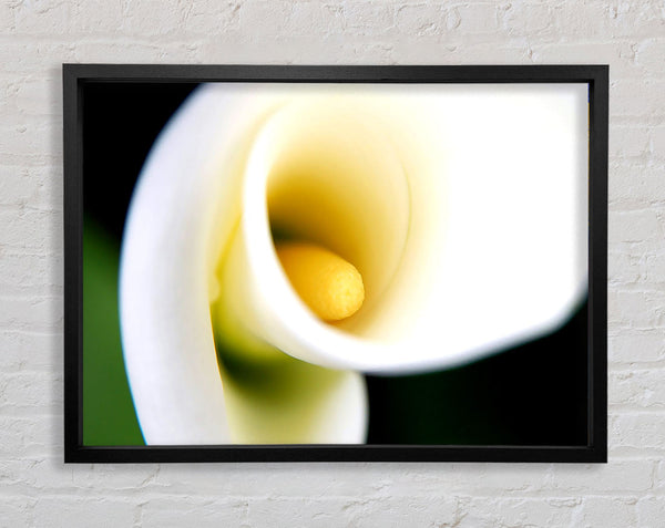 White Calla Lily Framed Print