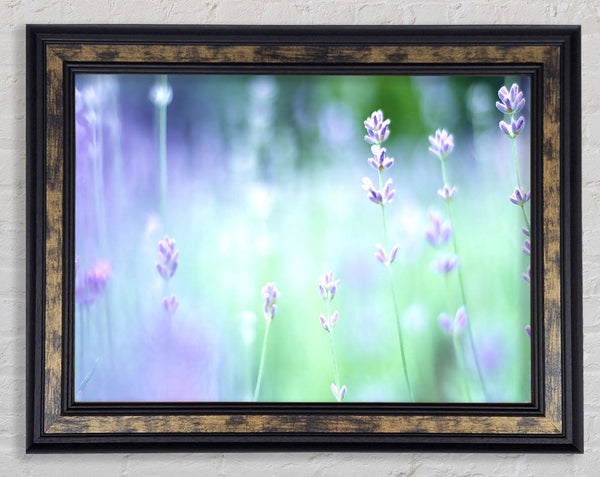 Soft Focus Small Purple Flowers Framed Print