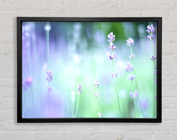 Soft Focus Small Purple Flowers Framed Print