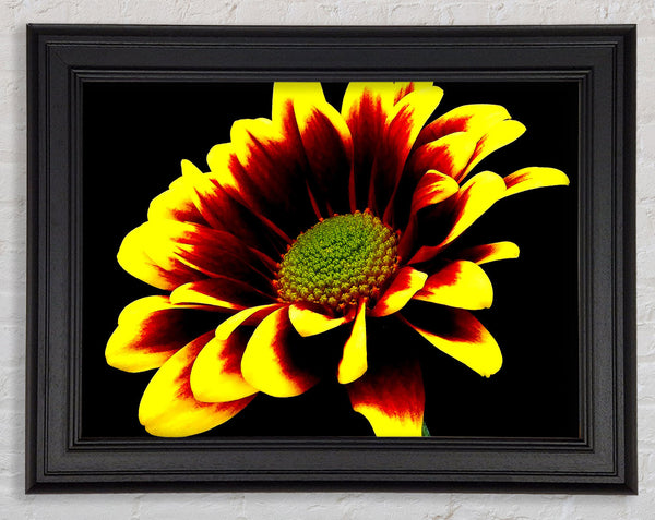 Flower On Black Background Framed Print