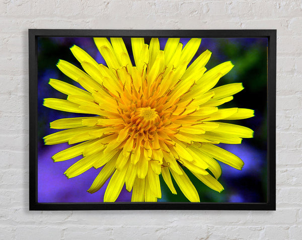 Yellow Wildflower Framed Print
