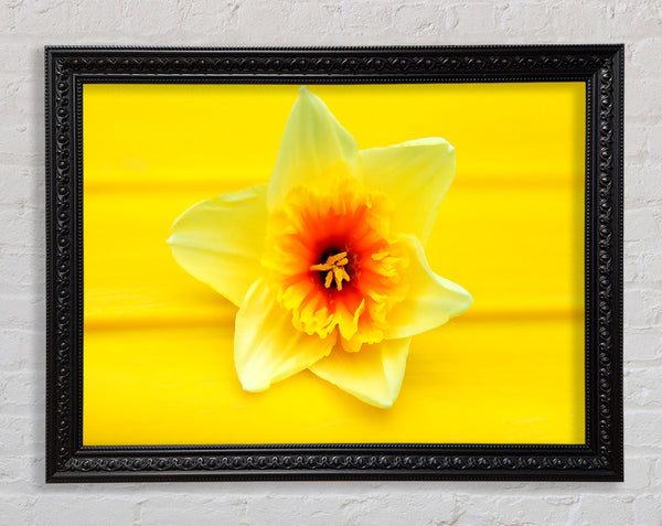 Daffodil Head Framed Print
