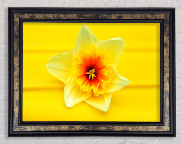 Daffodil Head Framed Print