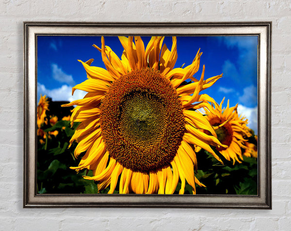 Huge Sunflower Faces Framed Print