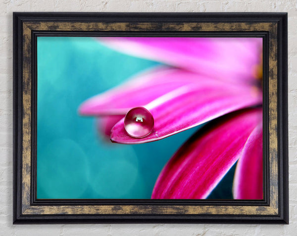 Water Drop On A Pink Petal Framed Print