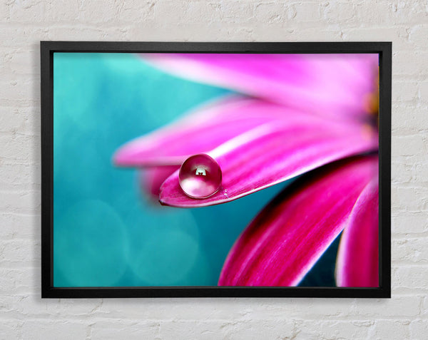 Water Drop On A Pink Petal Framed Print