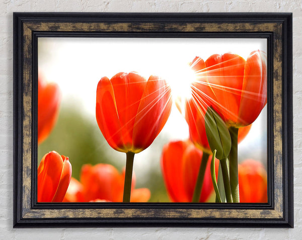 Orange Tulips Framed Print