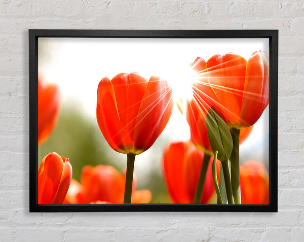 Orange Tulips Framed Print