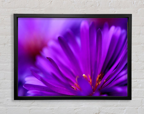 Purple Flower Petals Framed Print