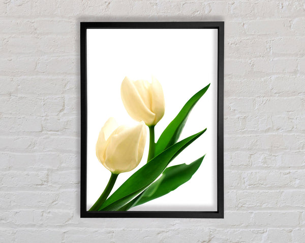 White Tulips Framed Print