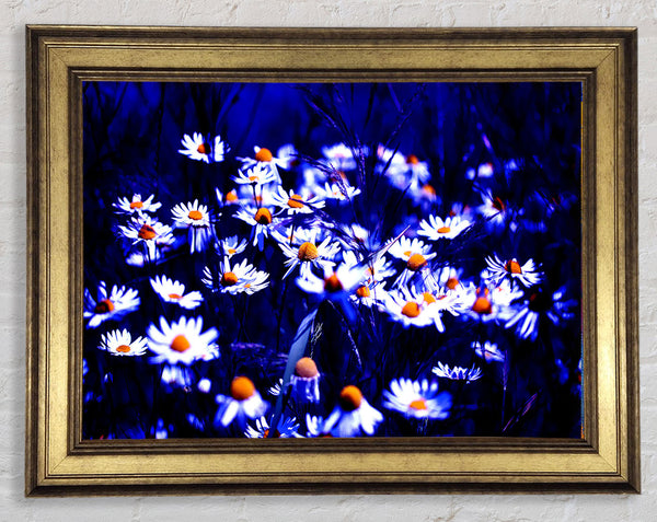 Chamomile Flowers Framed Print