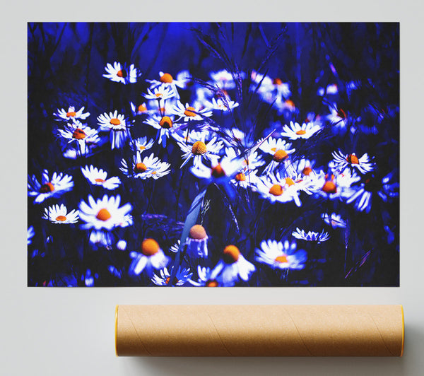 Chamomile Flowers Print