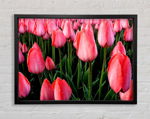 Pink Tulips Cultivation Framed Print
