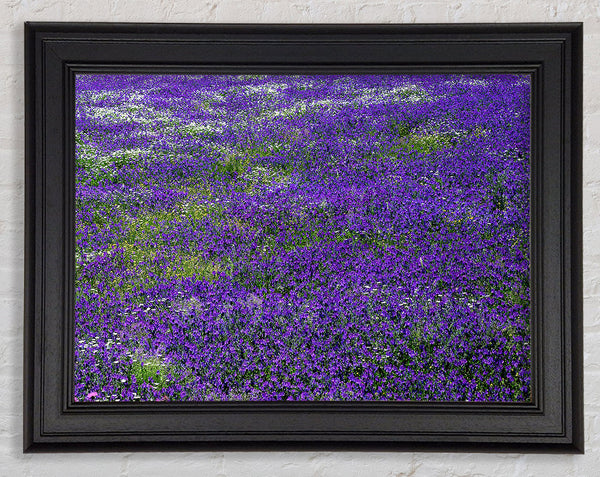 Field Of Purple Flowers Framed Print