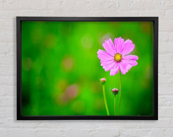 Pink Flower Green Background Framed Print