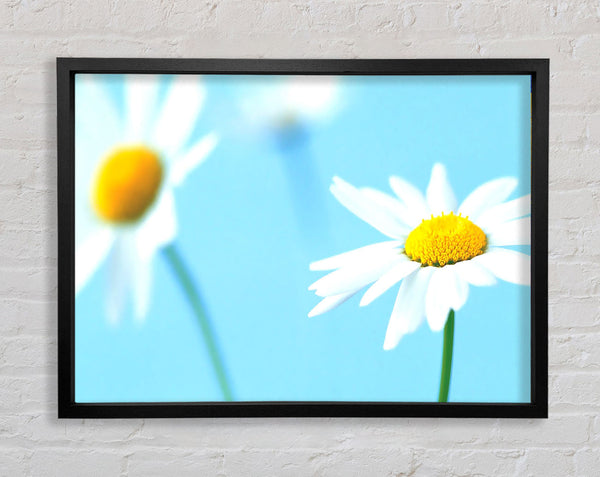 White Daisies On Blue Framed Print