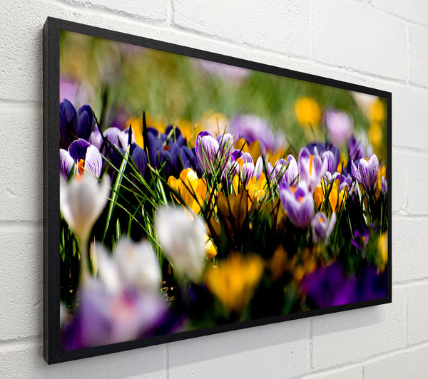 Crocus Field